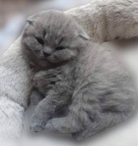 Amora de Chatêaumignon