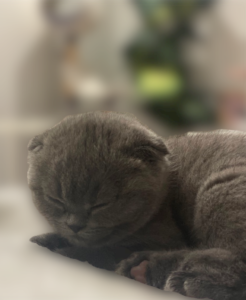 Amora de Chatêaumignon