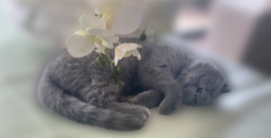 Mel de Chatêaumignon